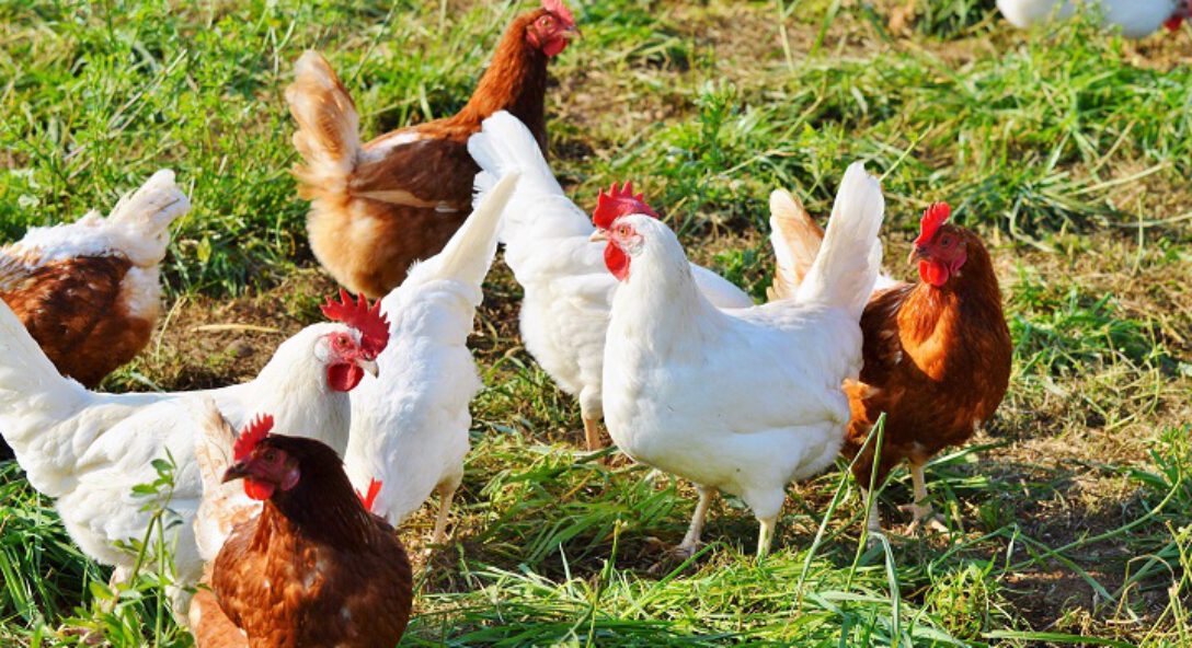 Veehouderij en gezondheid omwonenden