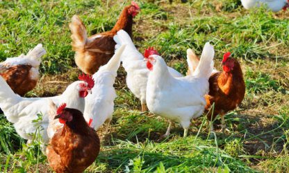 Veehouderij en gezondheid omwonenden