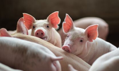 subsidieverstrekking varkenshouderijen