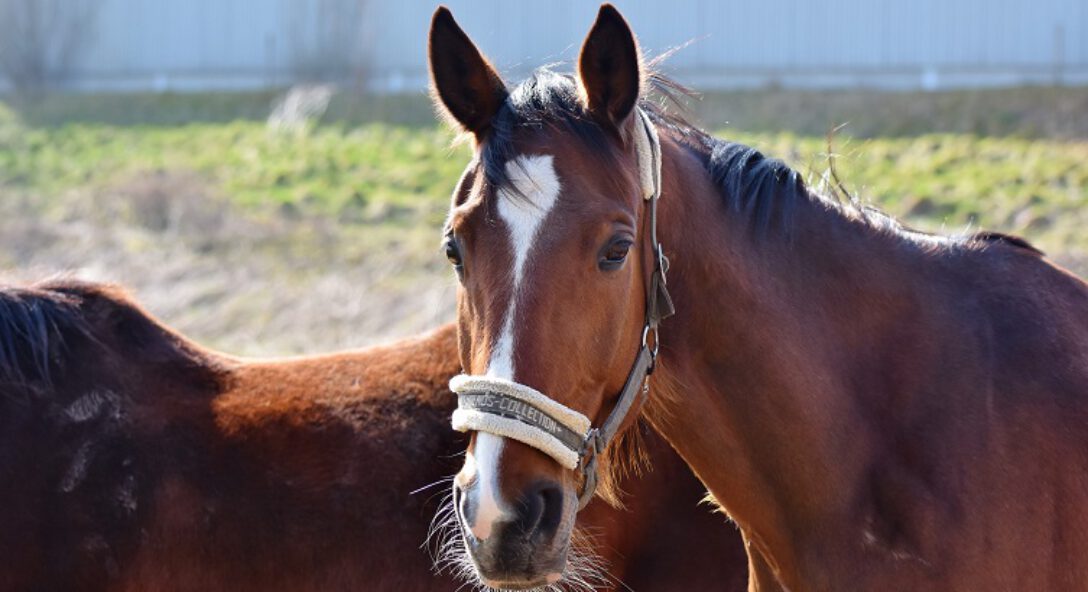 Paard kopen