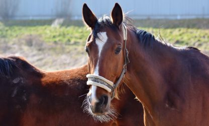 Paard kopen