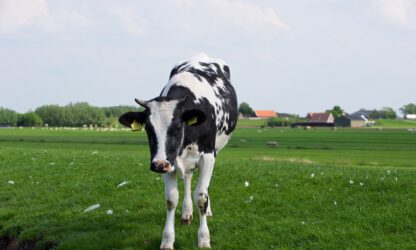 Fosfaatrechten