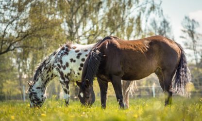Verlenging bewijsvermoeden