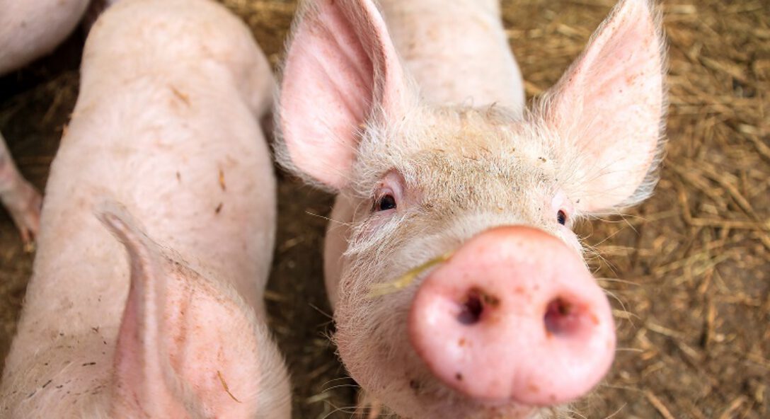 Regeling geurhinder en veehouderij