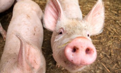 Regeling geurhinder en veehouderij
