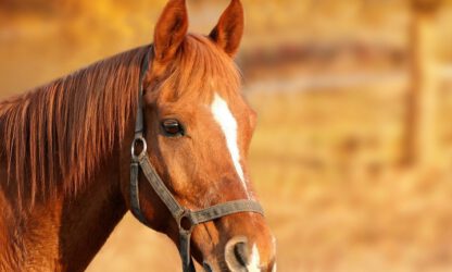 Paard