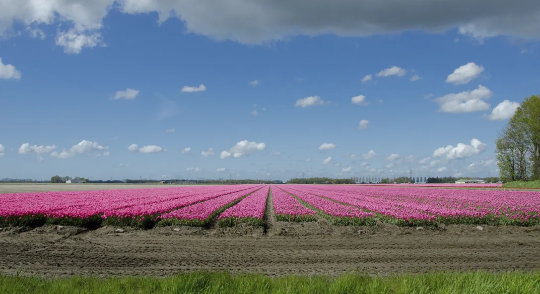 pachtwetgeving