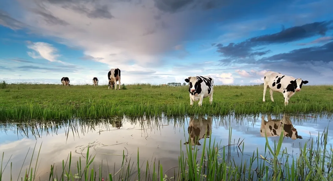 Afbeelding voor Webinar ‘De Kaderrichtlijn Water onder de Omgevingswet’